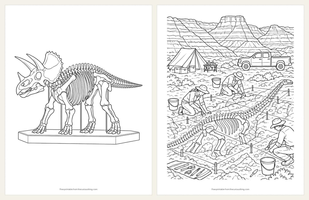 Two detailed fossil coloring pages: a Triceratops skeleton on a museum plinth, and paleontologists digging up a long-necked skeleton in the badlands