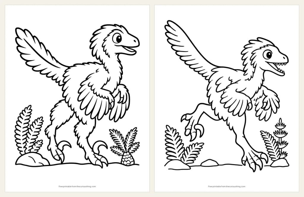 Two easy Velociraptor coloring pages: a feathered Velociraptor with wing-like arms, and a feathered Velociraptor running