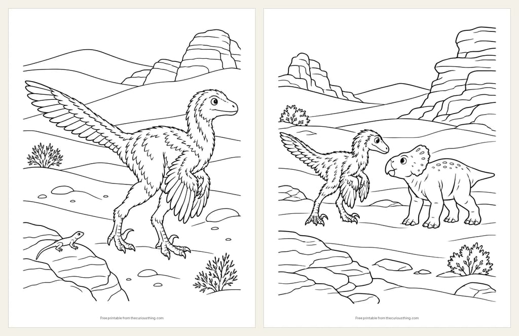 Two Velociraptor coloring pages: a feathered Velociraptor on a sand dune watching a lizard, and a Velociraptor and a Protoceratops meeting in the desert