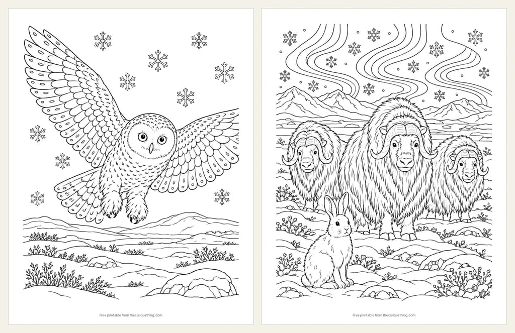 Two detailed Arctic coloring pages: a snowy owl flying low over the tundra, and three musk oxen and an Arctic hare under the northern lights