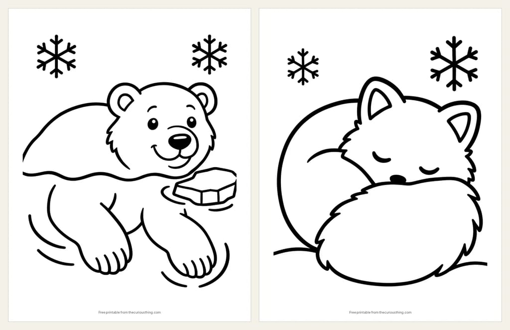 Two easy Arctic animal coloring pages: a smiling polar bear swimming beside a chunk of ice, and an Arctic fox asleep with its tail over its nose