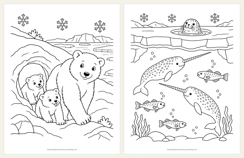 Two Arctic coloring pages: a mother polar bear and two cubs coming out of a snow den, and two narwhals under the sea ice with a seal at a breathing hole above