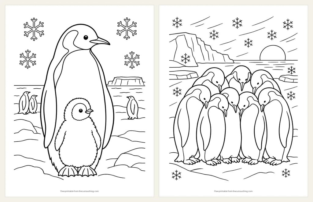 Two penguin coloring pages: an emperor penguin with its fluffy chick on the sea ice, and a huddle of emperor penguins with an iceberg and a low sun behind