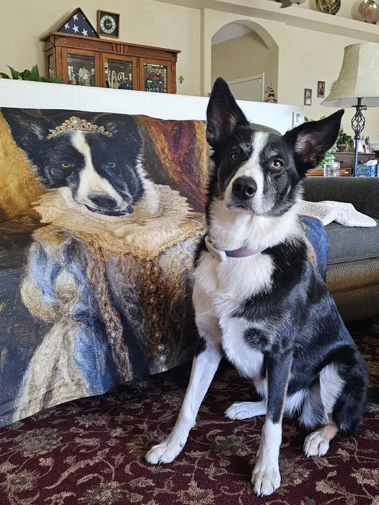 A black-and-white border collie sitting beside a fleece blanket printed with its own regal renaissance-style royal portrait